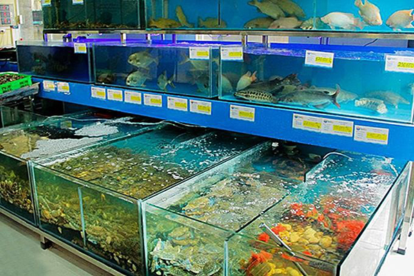 Mua bể cá hải sản cho nhà hàng Hà Nội ở đâu?