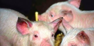 Cách phòng bệnh viêm dạ dày ruột truyền nhiễm ở lợn